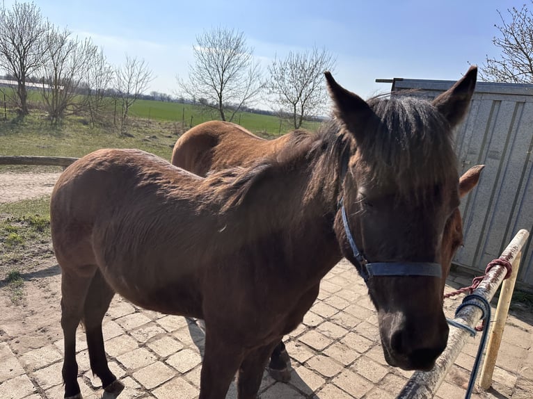 American Quarter Horse Giumenta 2 Anni 140 cm  in Möllenhagen