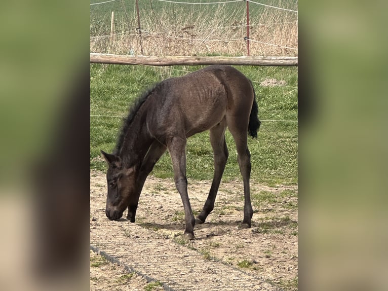 American Quarter Horse Giumenta 2 Anni 140 cm  in Möllenhagen
