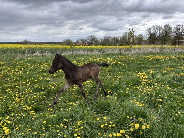 American Quarter Horse Giumenta 2 Anni 140 cm  in Möllenhagen