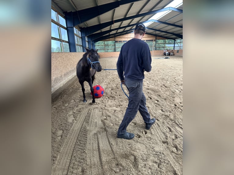 American Quarter Horse Giumenta 2 Anni 140 cm  in Möllenhagen