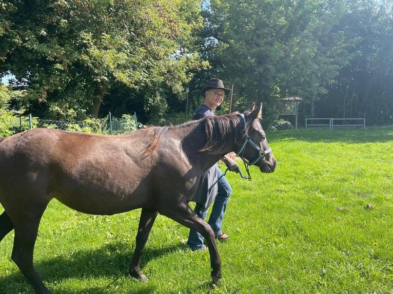American Quarter Horse Giumenta 2 Anni 140 cm  in Möllenhagen