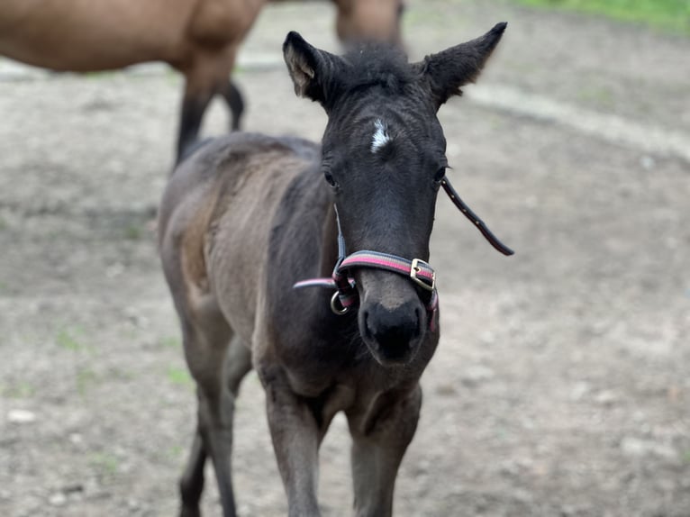 American Quarter Horse Giumenta 2 Anni 140 cm  in Möllenhagen