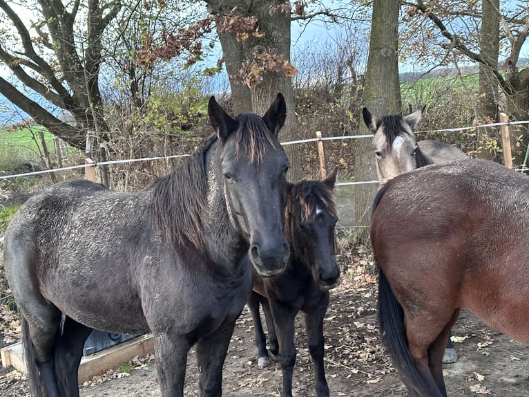 American Quarter Horse Giumenta 2 Anni 140 cm  in Möllenhagen