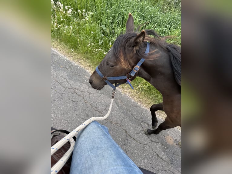 American Quarter Horse Giumenta 2 Anni 140 cm  in Möllenhagen