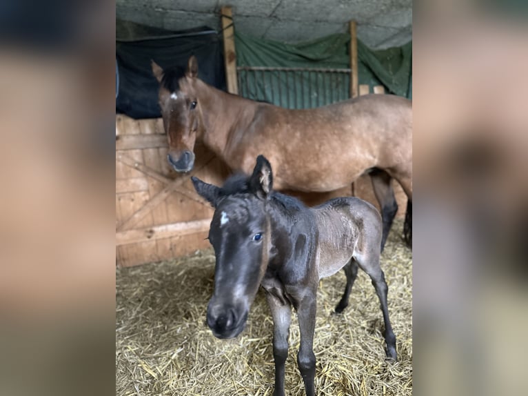 American Quarter Horse Giumenta 2 Anni 140 cm  in Möllenhagen
