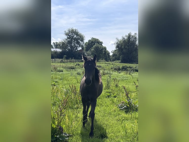 American Quarter Horse Giumenta 2 Anni 140 cm  in Möllenhagen