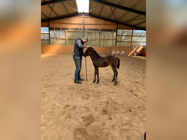 American Quarter Horse Giumenta 2 Anni 140 cm  in Möllenhagen