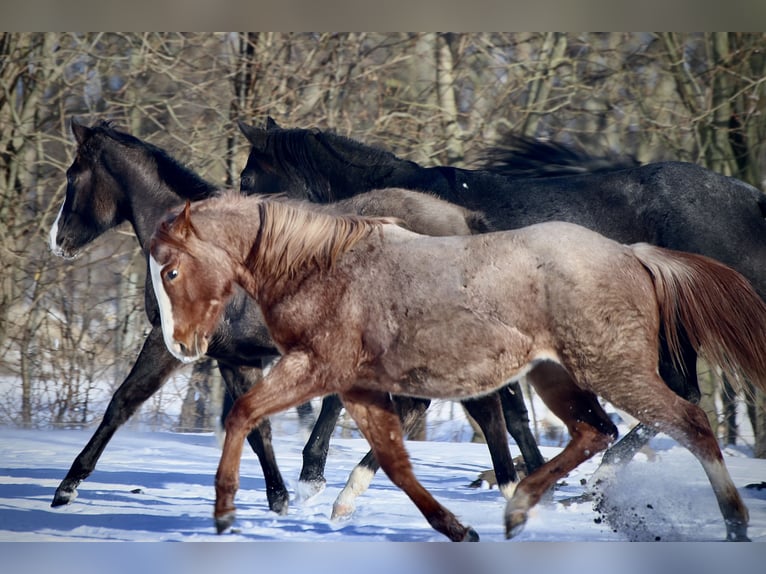 American Quarter Horse Giumenta 2 Anni 140 cm Roano rosso in Falkensee