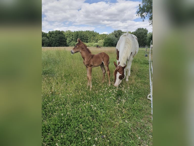 American Quarter Horse Mix Giumenta 2 Anni 140 cm Sauro in Rietberg