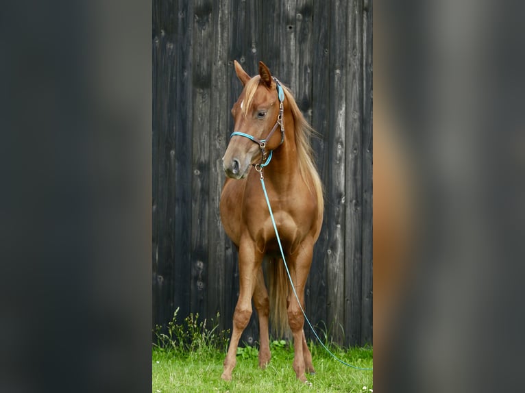 American Quarter Horse Mix Giumenta 2 Anni 140 cm Sauro in Rietberg