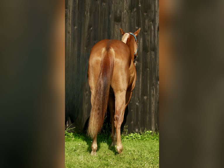 American Quarter Horse Mix Giumenta 2 Anni 140 cm Sauro in Rietberg