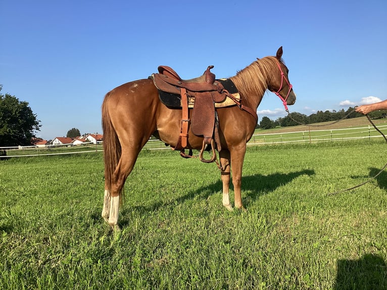 American Quarter Horse Giumenta 2 Anni 140 cm Sauro in Apfeldorf