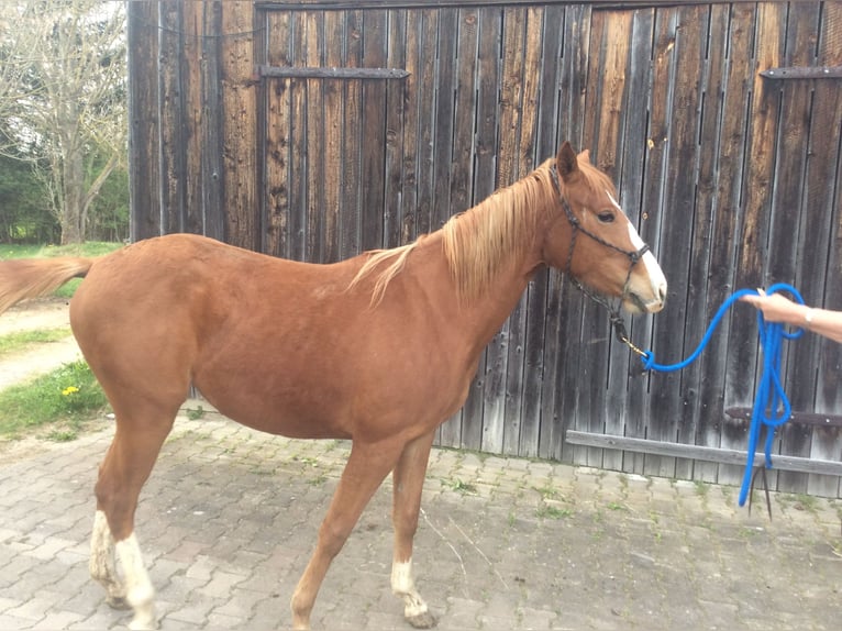 American Quarter Horse Giumenta 2 Anni 140 cm Sauro in Apfeldorf