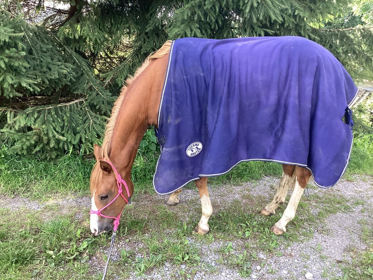 American Quarter Horse Giumenta 2 Anni 140 cm Sauro in Apfeldorf