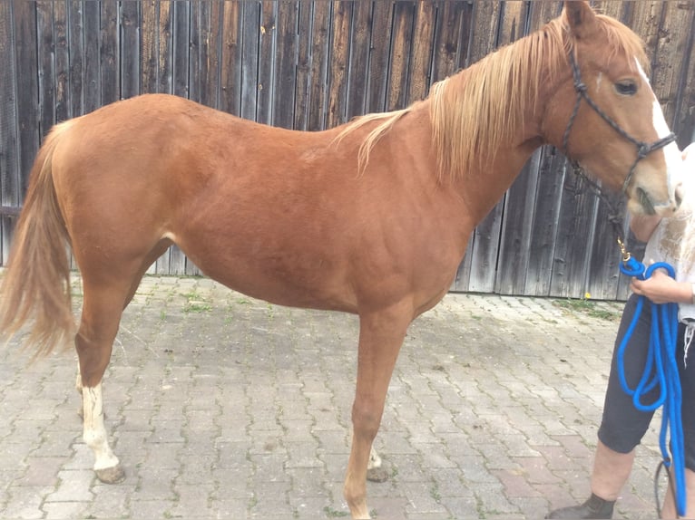 American Quarter Horse Giumenta 2 Anni 140 cm Sauro in Apfeldorf