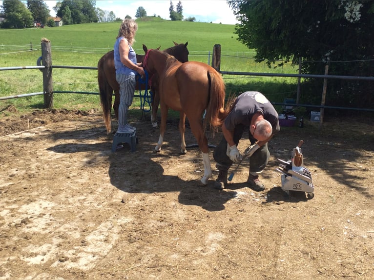 American Quarter Horse Giumenta 2 Anni 140 cm Sauro in Apfeldorf