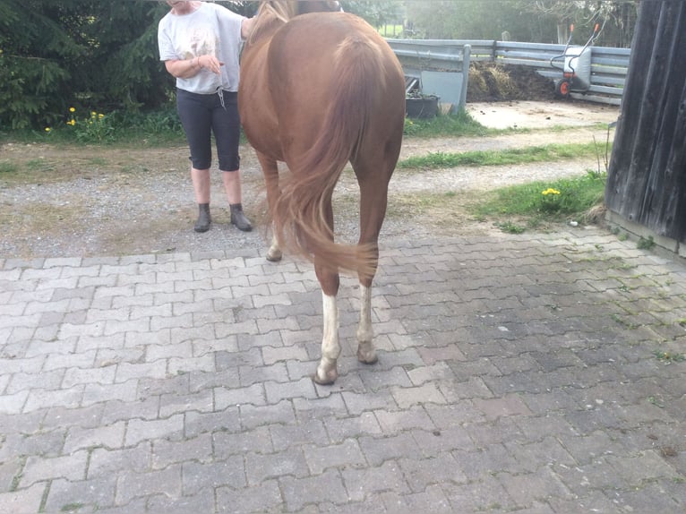 American Quarter Horse Giumenta 2 Anni 140 cm Sauro in Apfeldorf