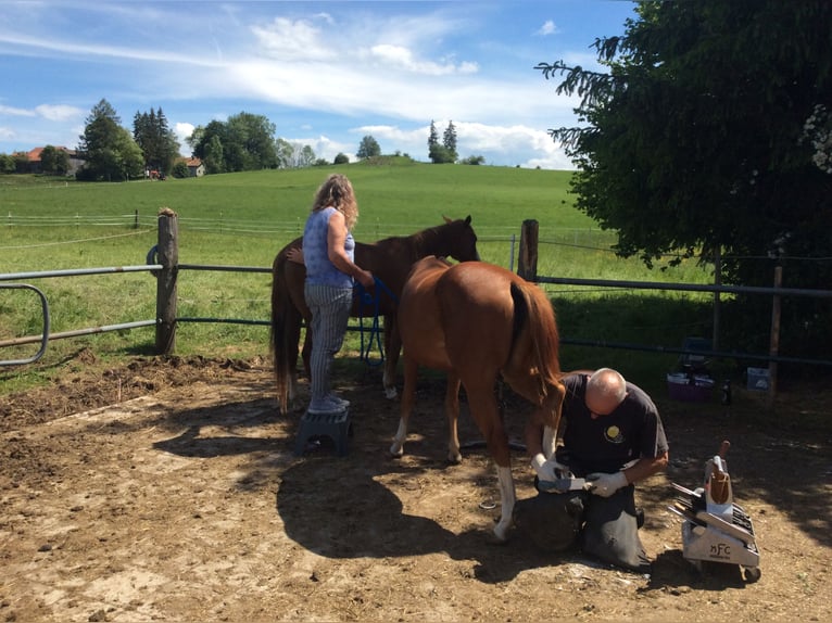 American Quarter Horse Giumenta 2 Anni 140 cm Sauro in Apfeldorf