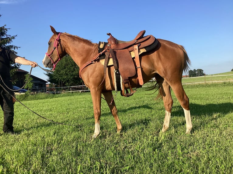 American Quarter Horse Giumenta 2 Anni 140 cm Sauro in Apfeldorf