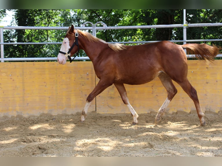 American Quarter Horse Giumenta 2 Anni 141 cm Sauro in Waldshut-Tiengen