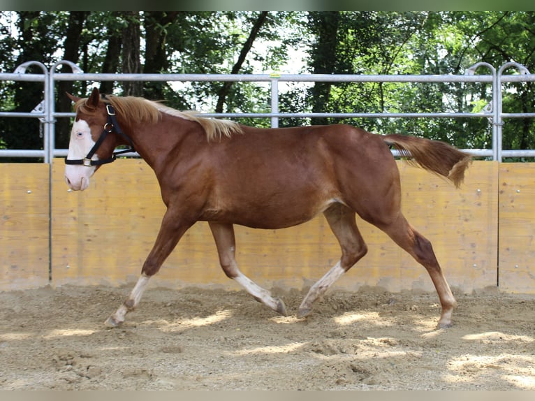 American Quarter Horse Giumenta 2 Anni 141 cm Sauro in Waldshut-Tiengen