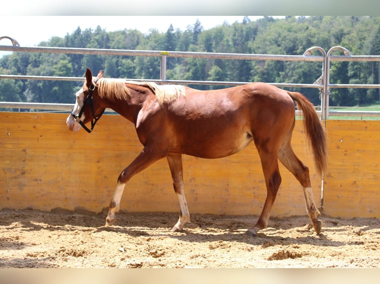 American Quarter Horse Giumenta 2 Anni 141 cm Sauro in Waldshut-Tiengen