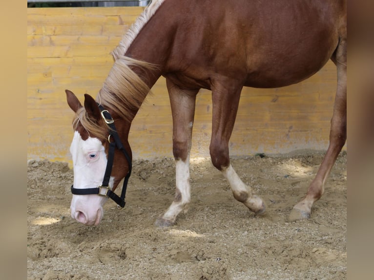 American Quarter Horse Giumenta 2 Anni 141 cm Sauro in Waldshut-Tiengen