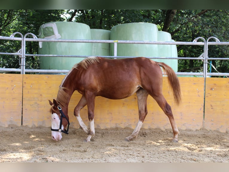 American Quarter Horse Giumenta 2 Anni 141 cm Sauro in Waldshut-Tiengen