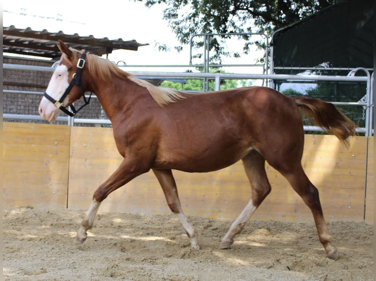 American Quarter Horse Giumenta 2 Anni 141 cm Sauro in Waldshut-Tiengen