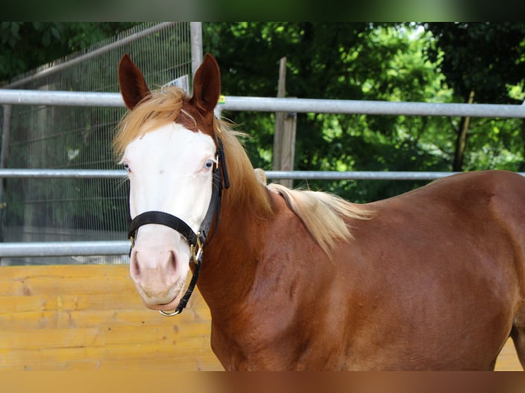 American Quarter Horse Giumenta 2 Anni 141 cm Sauro in Waldshut-Tiengen