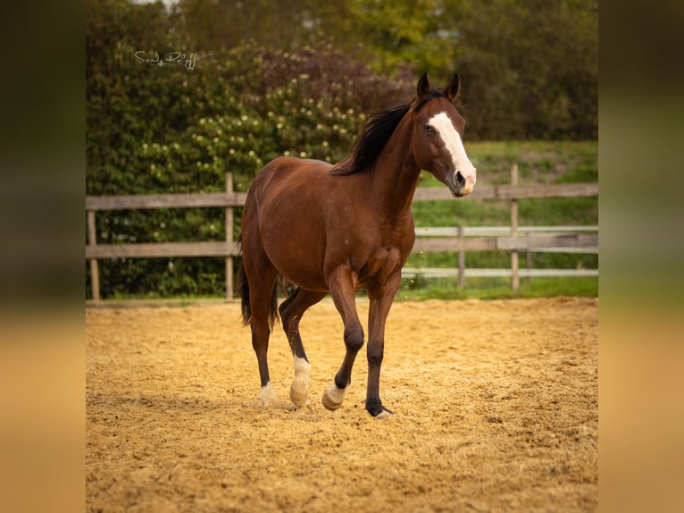 American Quarter Horse Giumenta 2 Anni 142 cm Baio in Waldshut-Tiengen
