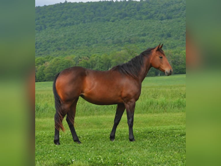 American Quarter Horse Giumenta 2 Anni 142 cm Baio in Hustontown