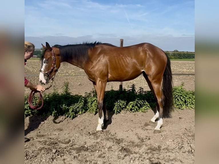 American Quarter Horse Giumenta 2 Anni 142 cm Baio in Barneveld