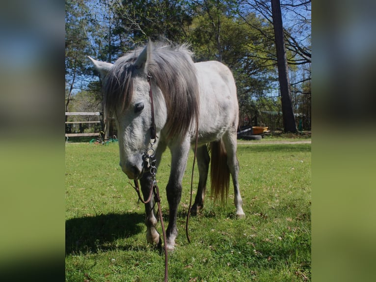 American Quarter Horse Mix Giumenta 2 Anni 142 cm Grigio in Pearl River