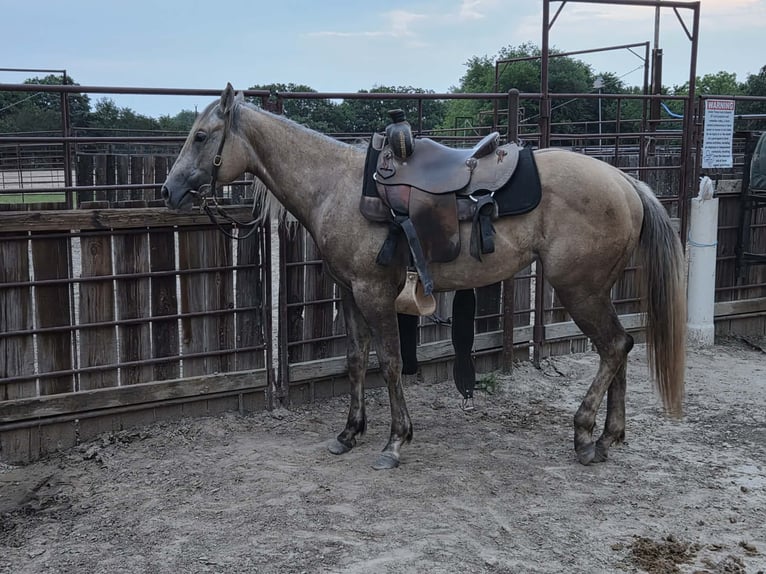 American Quarter Horse Giumenta 2 Anni 142 cm Grigio in Clarksville