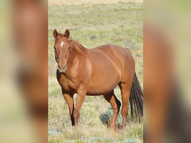 American Quarter Horse Giumenta 2 Anni 142 cm Grigio in Chambers