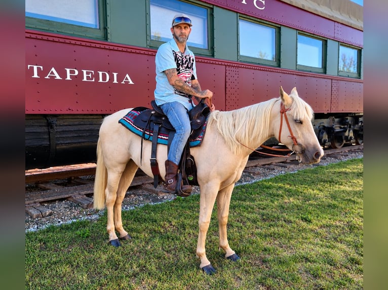 American Quarter Horse Giumenta 2 Anni 142 cm Palomino in Stillwater
