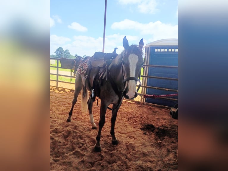 American Quarter Horse Giumenta 2 Anni 142 cm Roano rosso in Gladewater