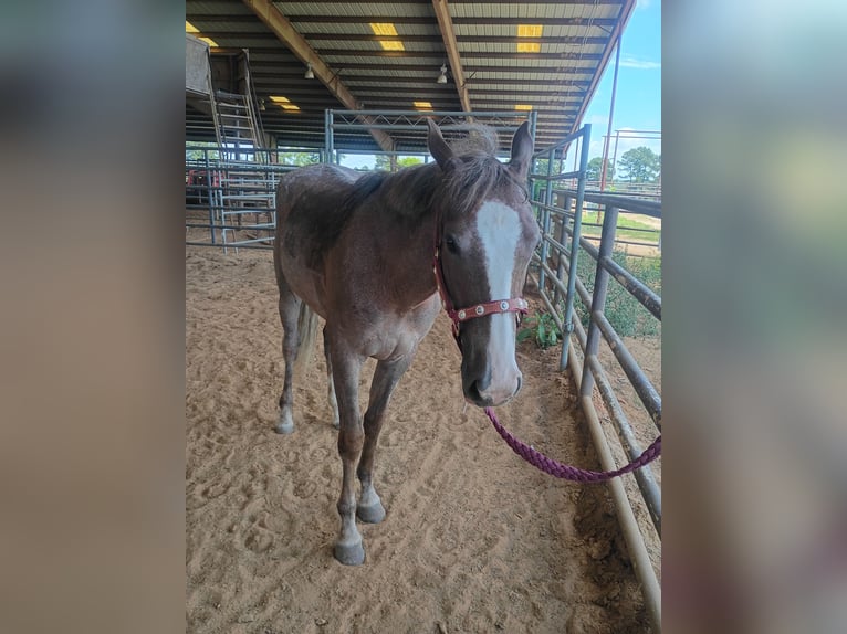 American Quarter Horse Giumenta 2 Anni 142 cm Roano rosso in Gladewater