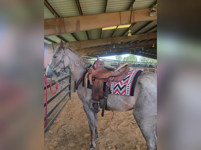 American Quarter Horse Giumenta 2 Anni 142 cm Roano rosso in Gladewater