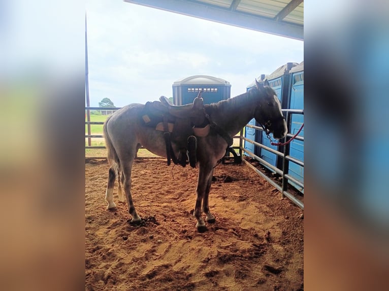 American Quarter Horse Giumenta 2 Anni 142 cm Roano rosso in Gladewater