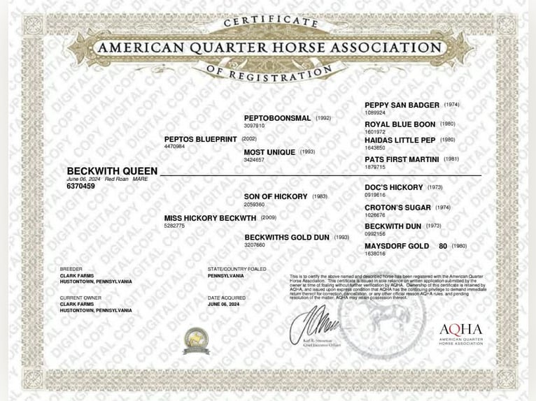 American Quarter Horse Giumenta 2 Anni 142 cm Roano rosso in Hustontown