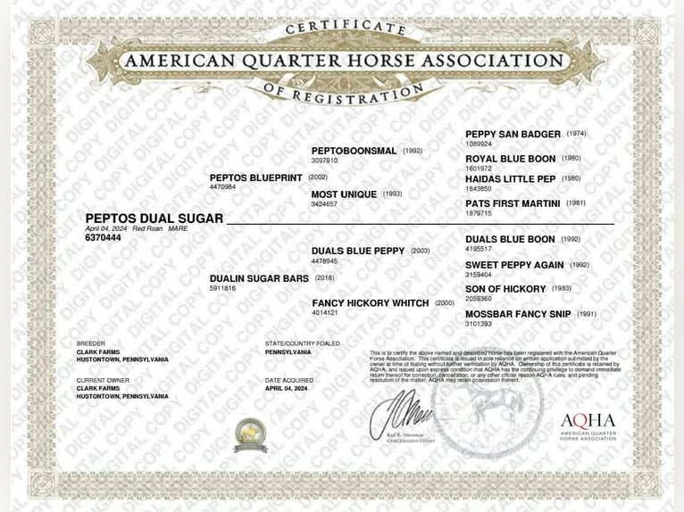 American Quarter Horse Giumenta 2 Anni 142 cm Roano rosso in Hustontown