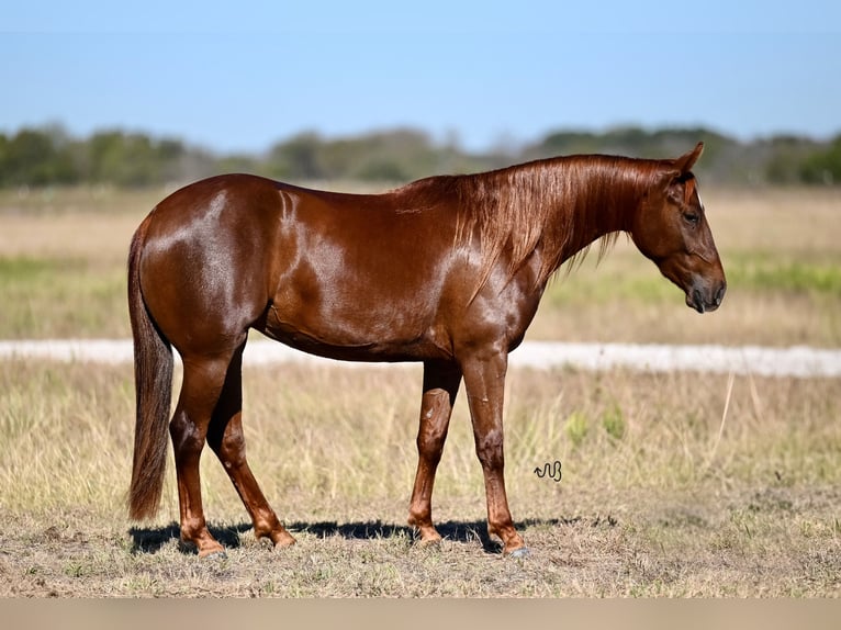 American Quarter Horse Giumenta 2 Anni 142 cm Sauro ciliegia in Waco