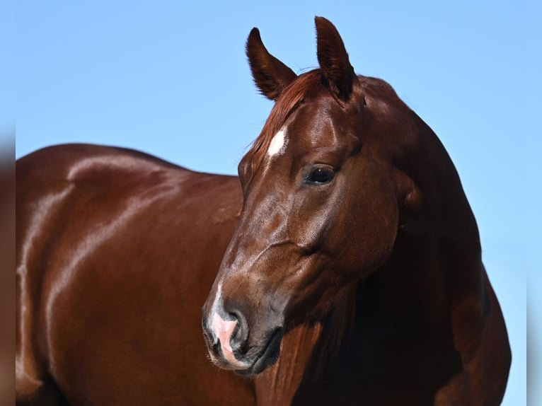 American Quarter Horse Giumenta 2 Anni 142 cm Sauro ciliegia in Waco