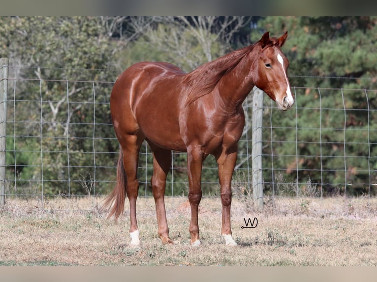 American Quarter Horse Giumenta 2 Anni 142 cm Sauro ciliegia in Lufkin, TX