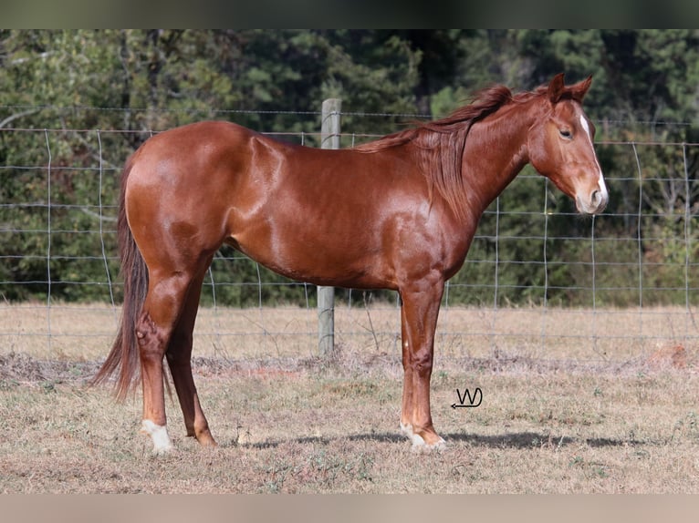 American Quarter Horse Giumenta 2 Anni 142 cm Sauro ciliegia in Lufkin, TX