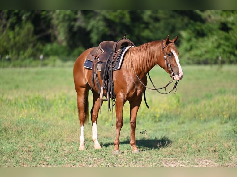 American Quarter Horse Giumenta 2 Anni 142 cm Sauro ciliegia in Stephenville, TX