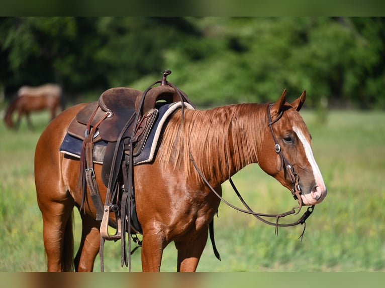 American Quarter Horse Giumenta 2 Anni 142 cm Sauro ciliegia in Stephenville, TX