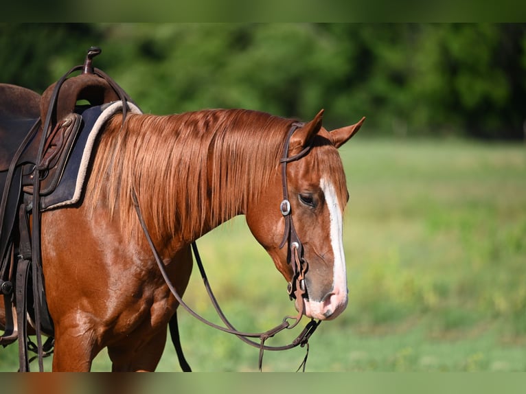 American Quarter Horse Giumenta 2 Anni 142 cm Sauro ciliegia in Stephenville, TX